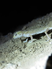 Stenodactylus mauritanicus