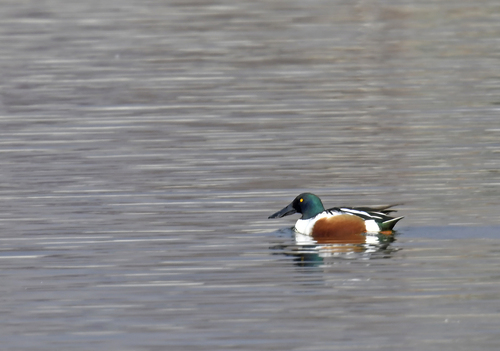 Northern Shoveler