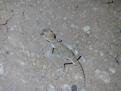 Stenodactylus mauritanicus