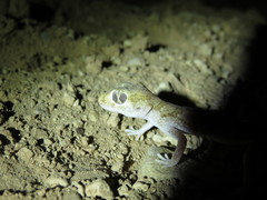 Stenodactylus mauritanicus