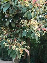 Machilus chekiangensis