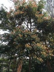 Machilus chekiangensis