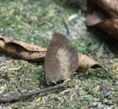 Arhopala perimuta