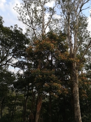 Machilus chekiangensis