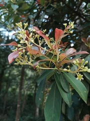 Machilus chekiangensis