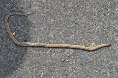 Oligodon taeniolatus