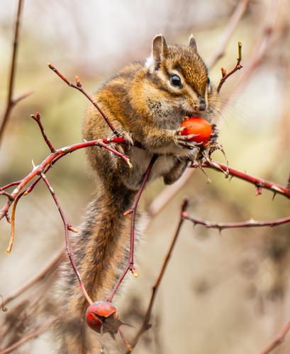Townsend's Chipmunk observed by stevebrazil
