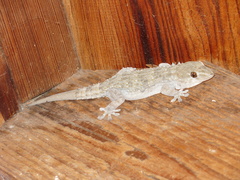 Tarentola gomerensis