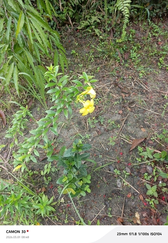 Golden Trumpet