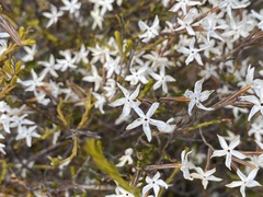 Lysinema ciliatum