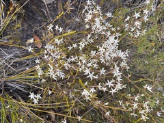 Lysinema ciliatum