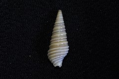 Pulsarella cognata