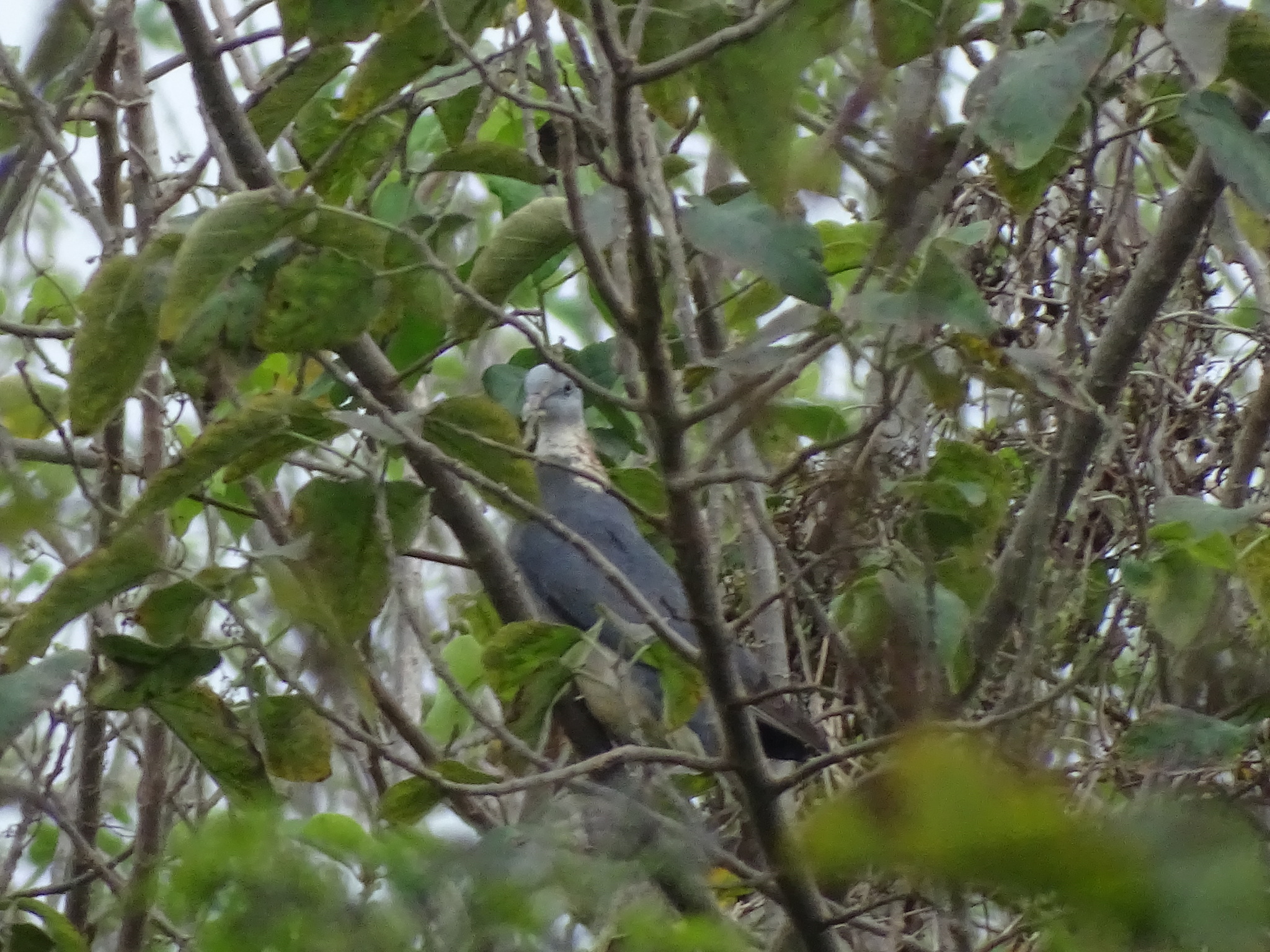 Ashy Wood Pigeon (Columba pulchricollis), photo 2
