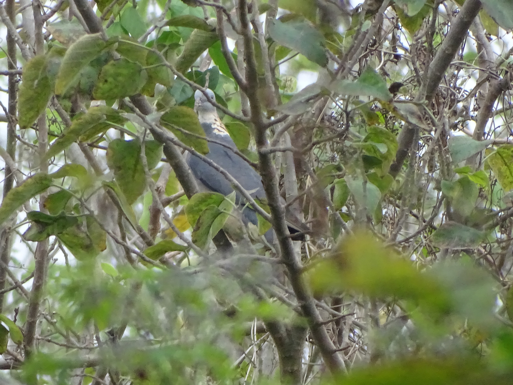 Ashy Wood Pigeon (Columba pulchricollis), photo 3