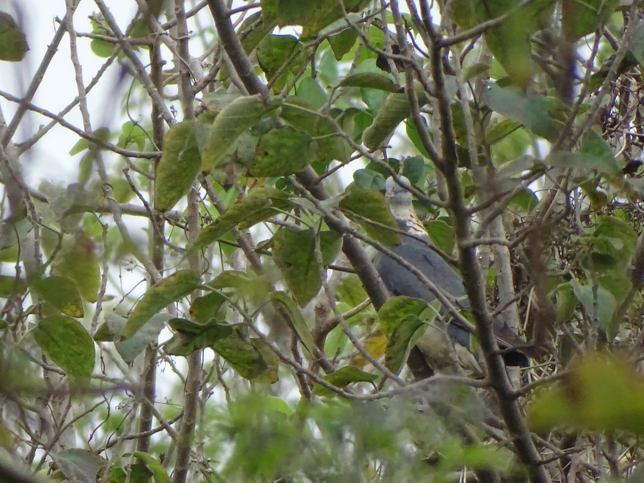 Ashy Wood Pigeon (Columba pulchricollis), photo 4