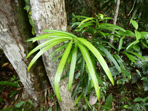 Northern Brown Pine (Podocarpus grayae)
