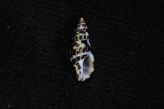 Maculotriton serriale