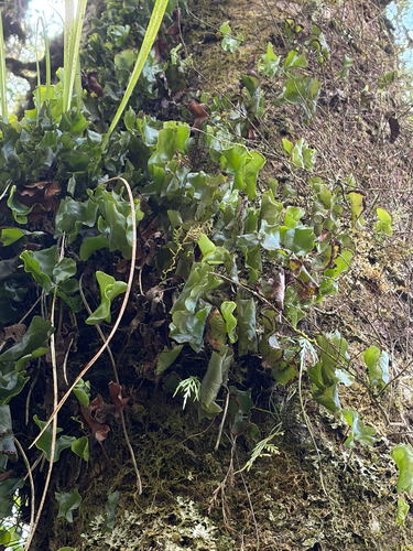 Hymenophyllum nephrophyllum observed 2026-03-01