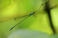 Nesobasis angulicollis