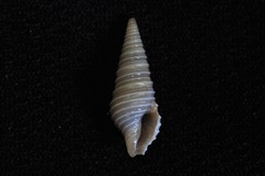 Pulsarella cognata