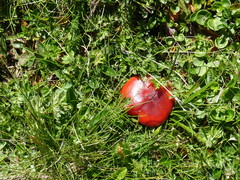 Russula nana