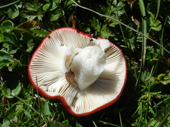 Russula nana