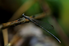 Melanesobasis flavilabris