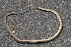 Oligodon taeniolatus