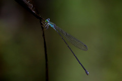 Nesobasis angulicollis
