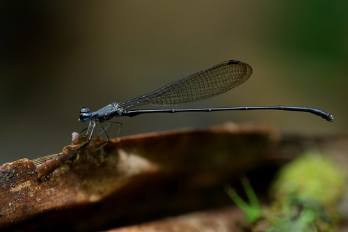 Melanesobasis macleani