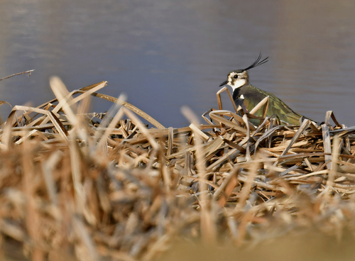Northern Lapwing
