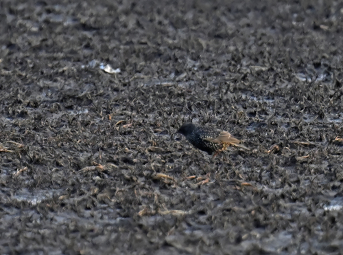 European Starling