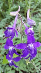 Delphinium tricorne