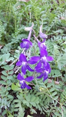 Delphinium tricorne