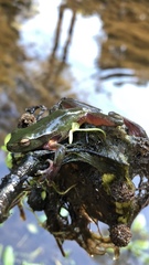 Ranoidea phyllochroa