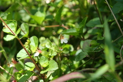 Torenia polygonoides