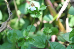 Torenia polygonoides