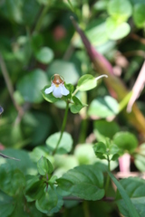 Torenia polygonoides