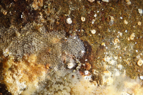 Crepidacantha, 2026-02-19