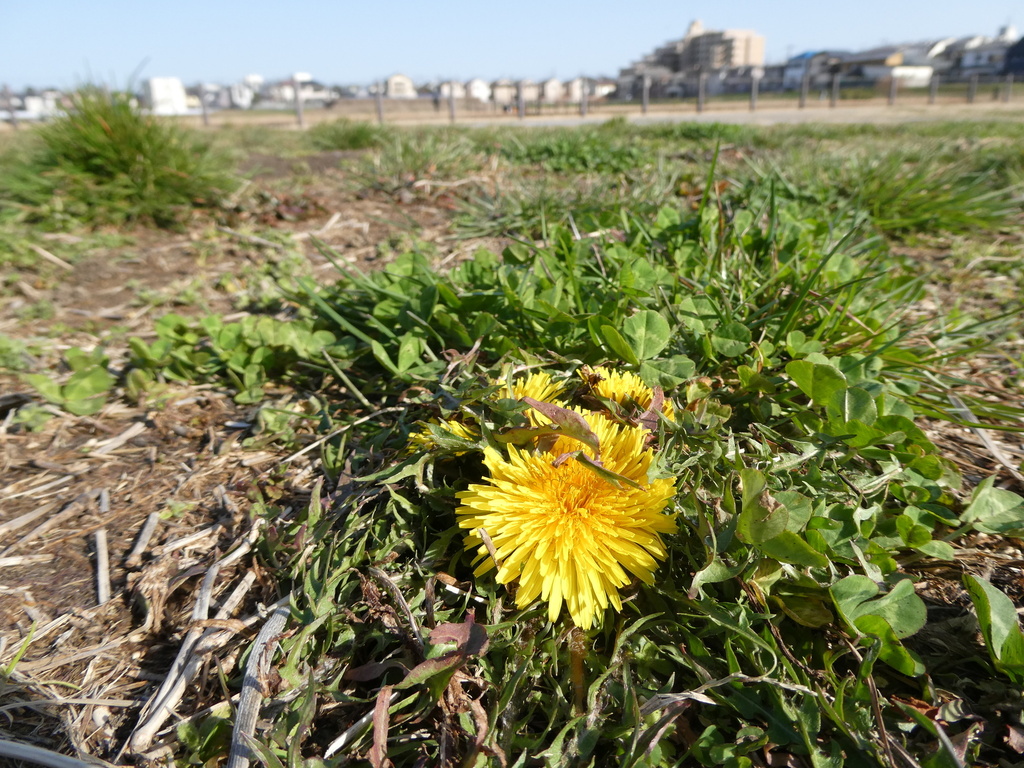 Taraxacum officinale × platycarpum