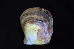 Pteriidae