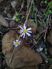 Brachyscome graminea