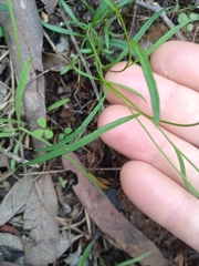 Brachyscome graminea