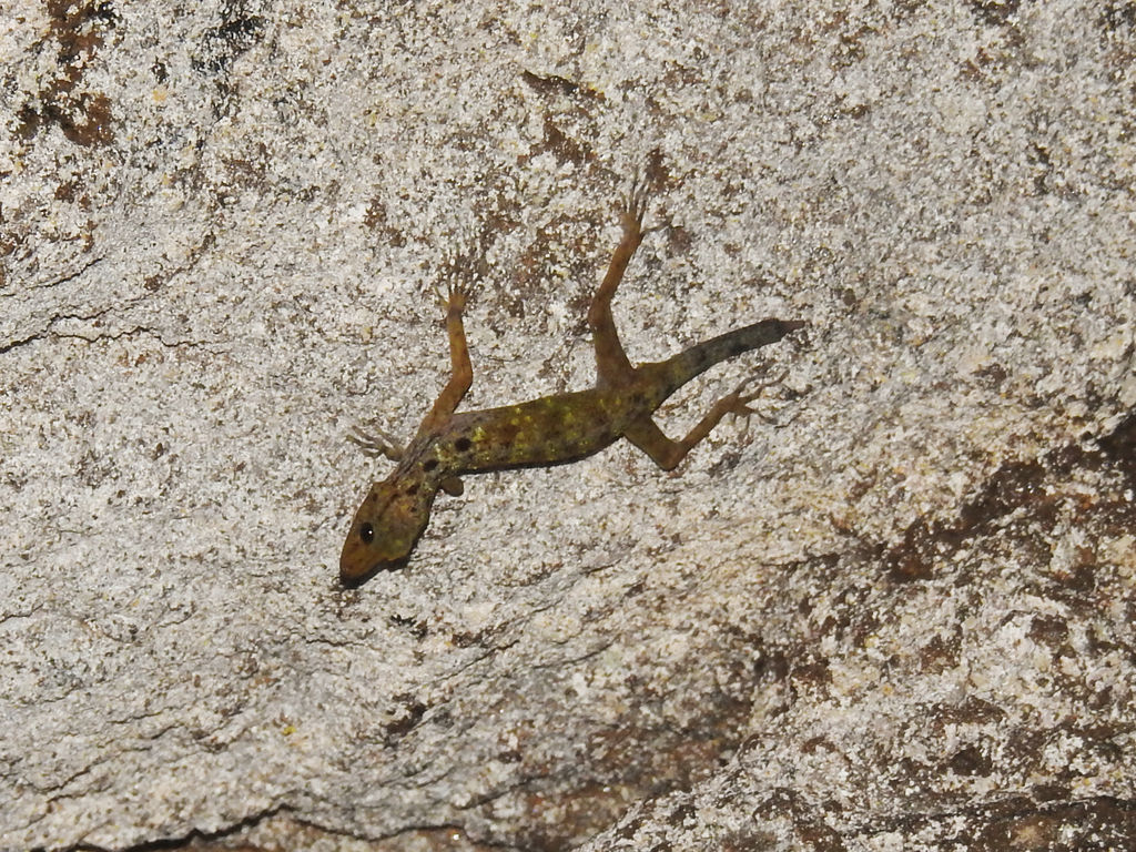 Fairy Rock Gecko