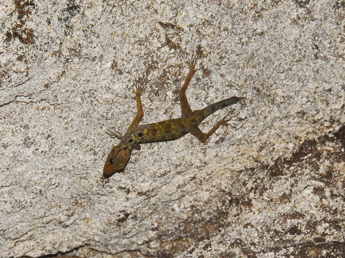 Fairy Rock Gecko, Cnemaspis paripari
