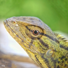 Calotes versicolor
