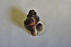 Turritriton labiosus