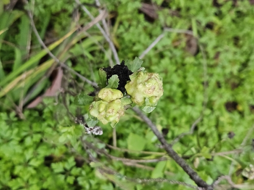 Unknown species found near Los Gatos, CA 95033, USA
