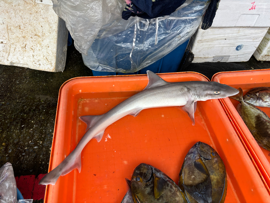 Japanese Topeshark