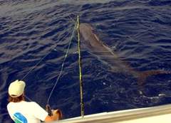 Blue Marlin